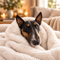 Bull terrier nestled in luxury faux-fur donut dog bed