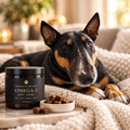 Bull terrier looking healthy and shiny next to omega-3 supplement chews